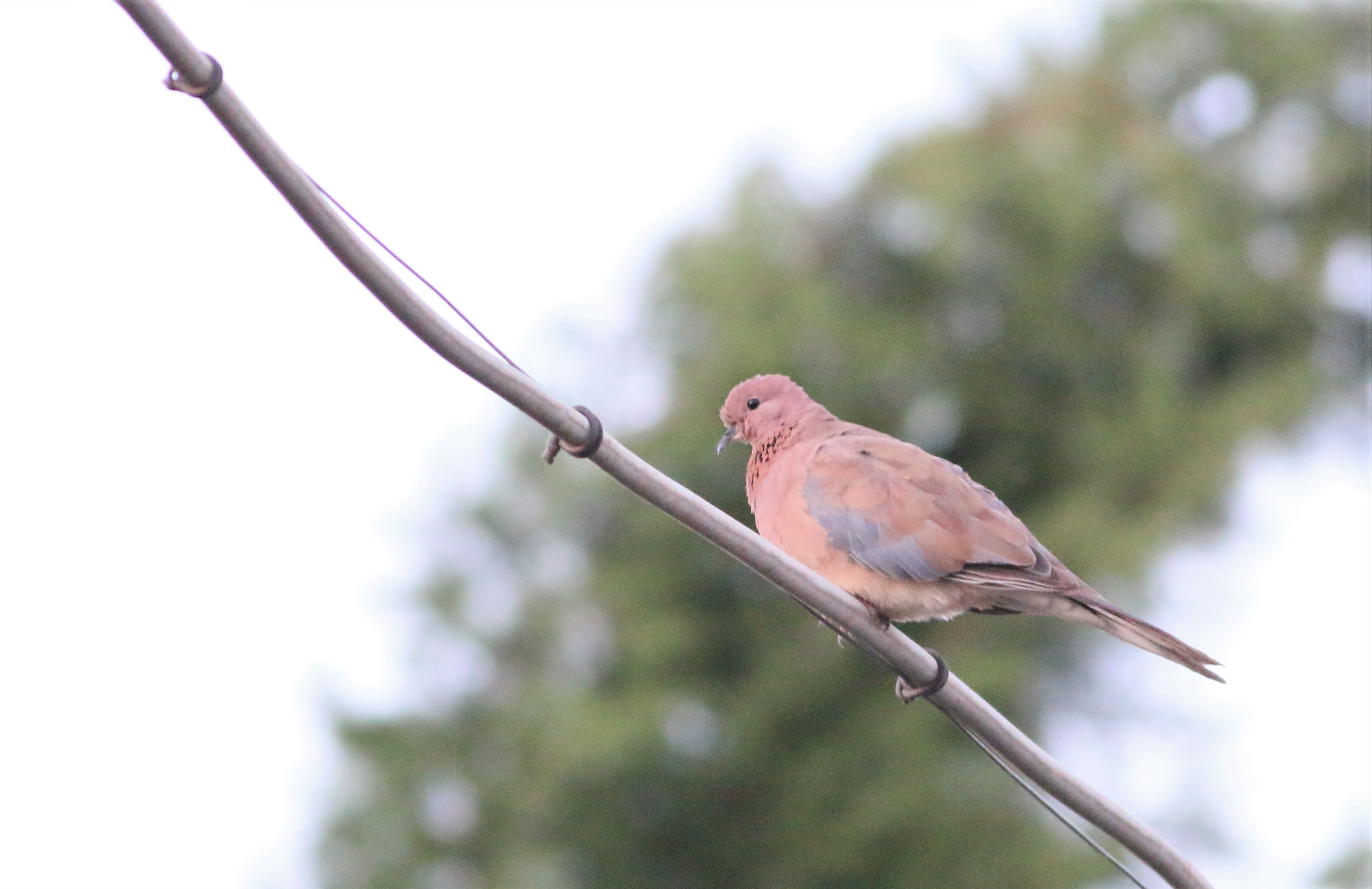 Laughing Dove
